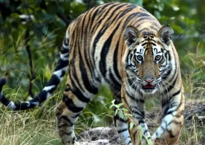 pench tree lodge - pench - image