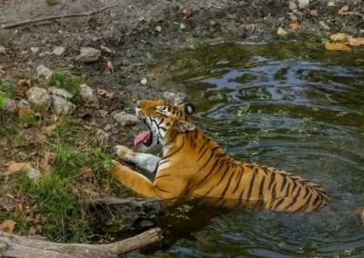 Singinawa Jungle Lodge