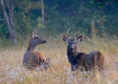 Shergarh Tented Lodge - Kanha- Image