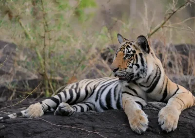 Shergarh Tented Lodge - Kanha- Image